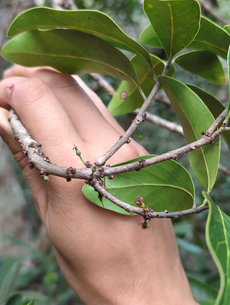 Pycnandra petiolata photo 3