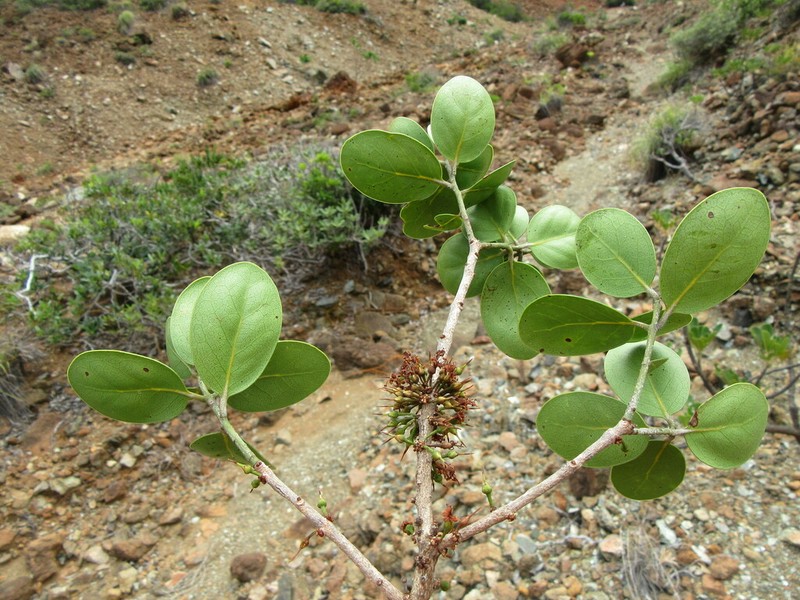 Pycnandra petiolata photo 4