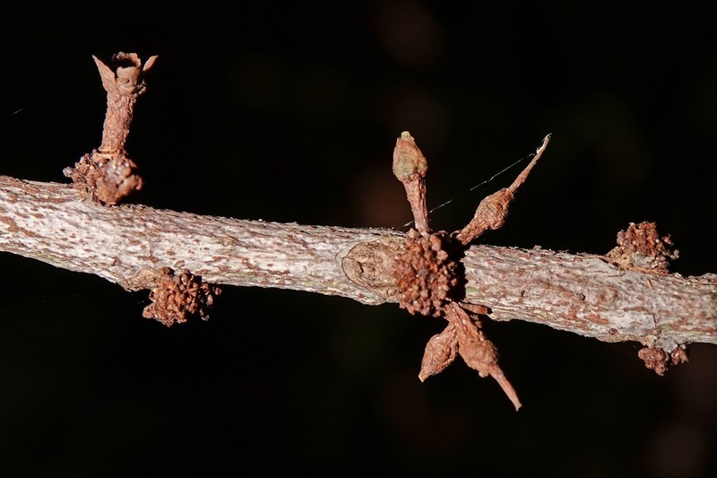 Pycnandra petiolata photo 6