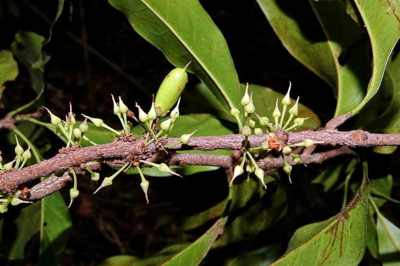 Pycnandra petiolata photo 7