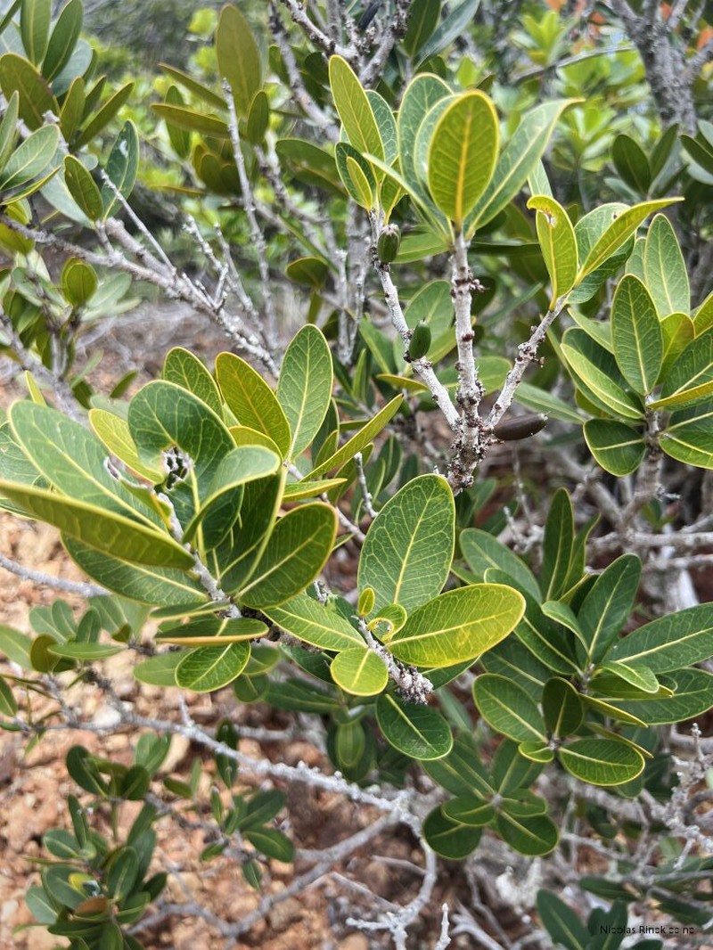 Pycnandra petiolata photo 8