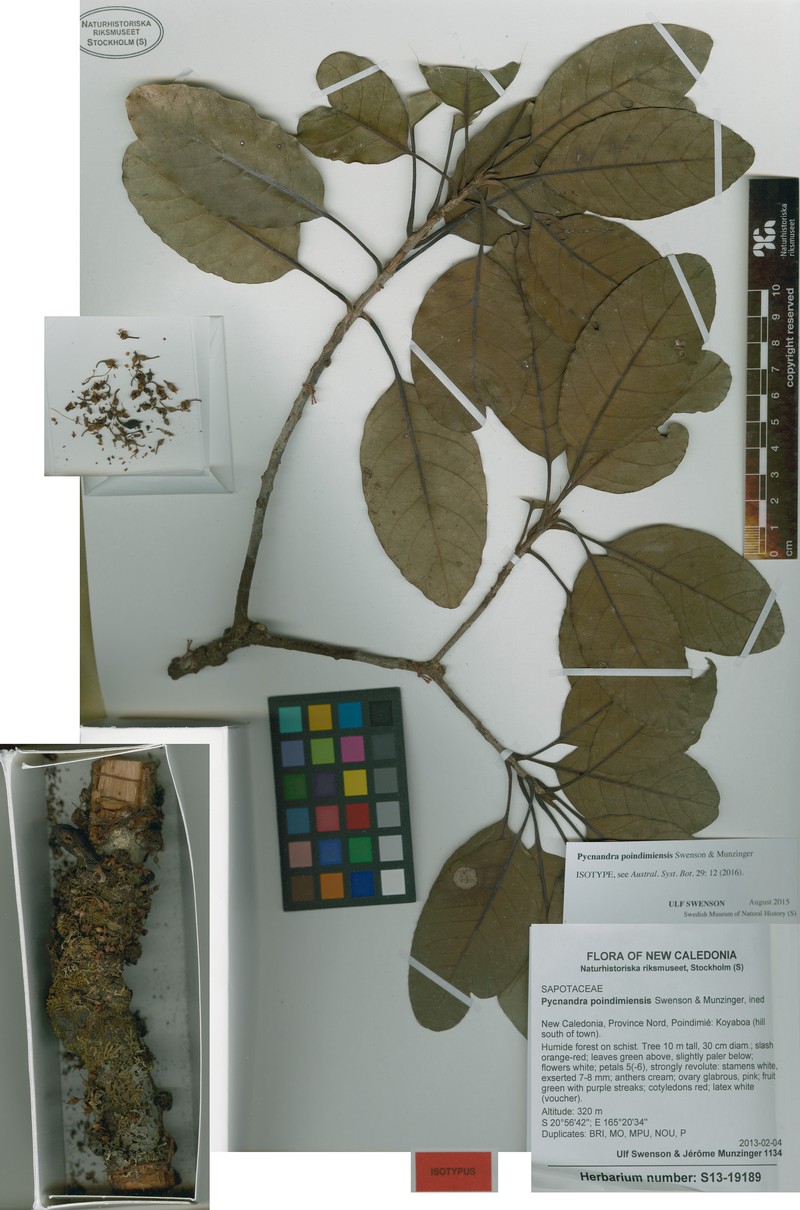 Pycnandra poindimiensis