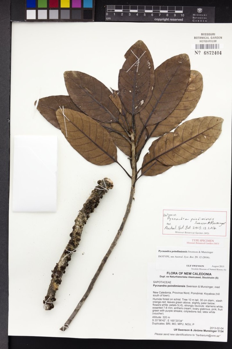 Pycnandra poindimiensis photo 2