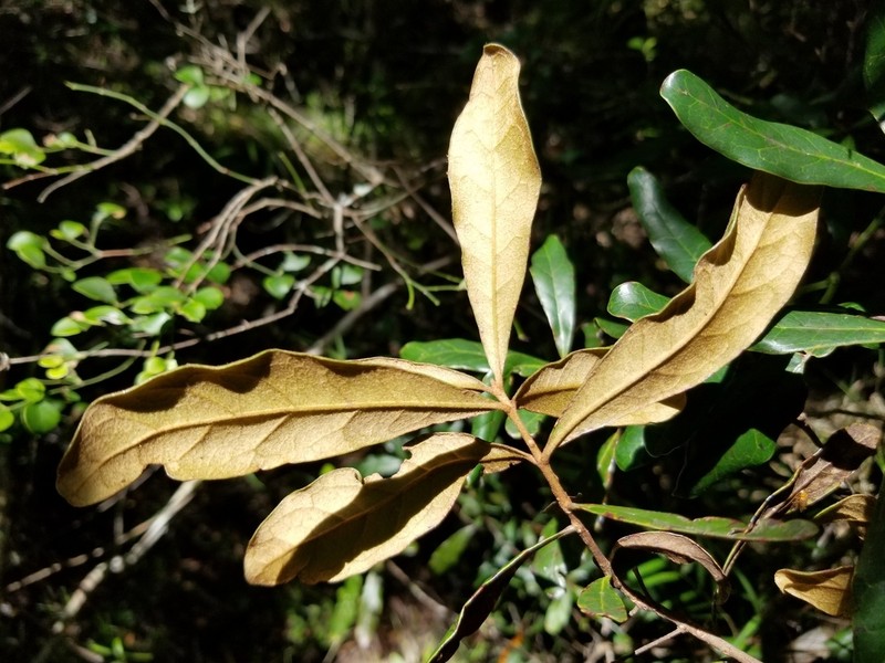 Pycnandra sclerophylla photo 3