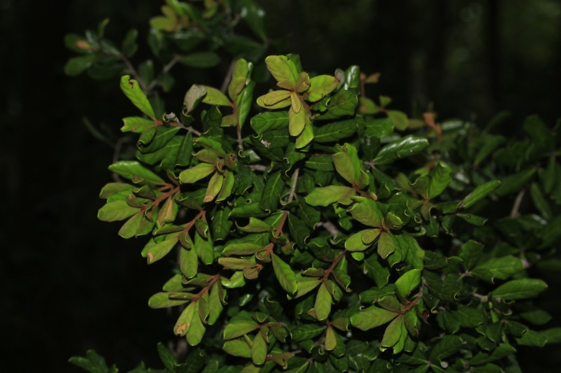 Pycnandra sclerophylla photo 5