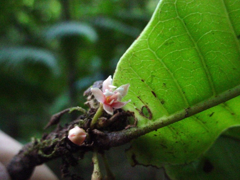 Pycnandra wagapensis
