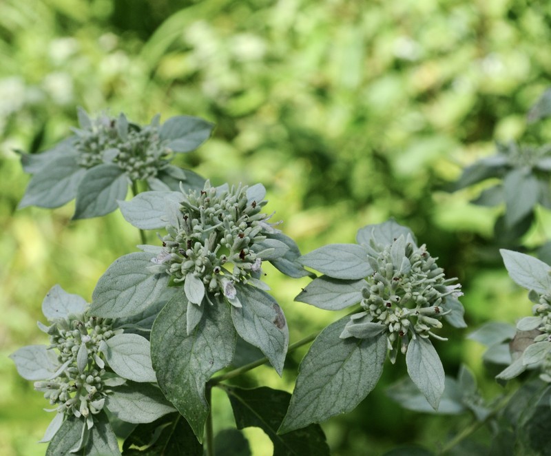 Whiteleaf Mountainmint photo 2