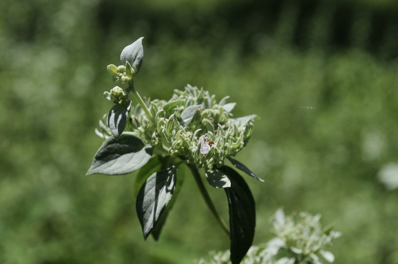 Whiteleaf Mountainmint photo 3
