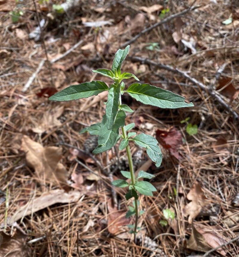 Whiteleaf Mountainmint photo 4