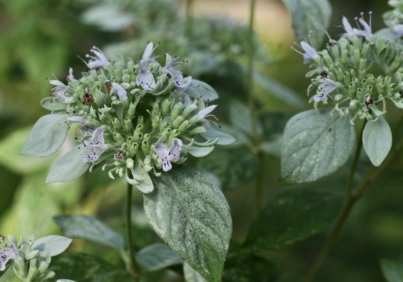 Whiteleaf Mountainmint photo 5