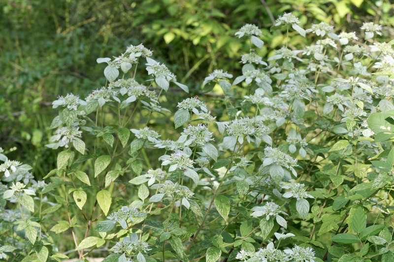 Whiteleaf Mountainmint photo 6