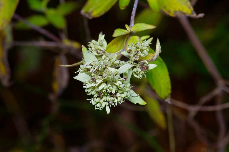 Whiteleaf Mountainmint