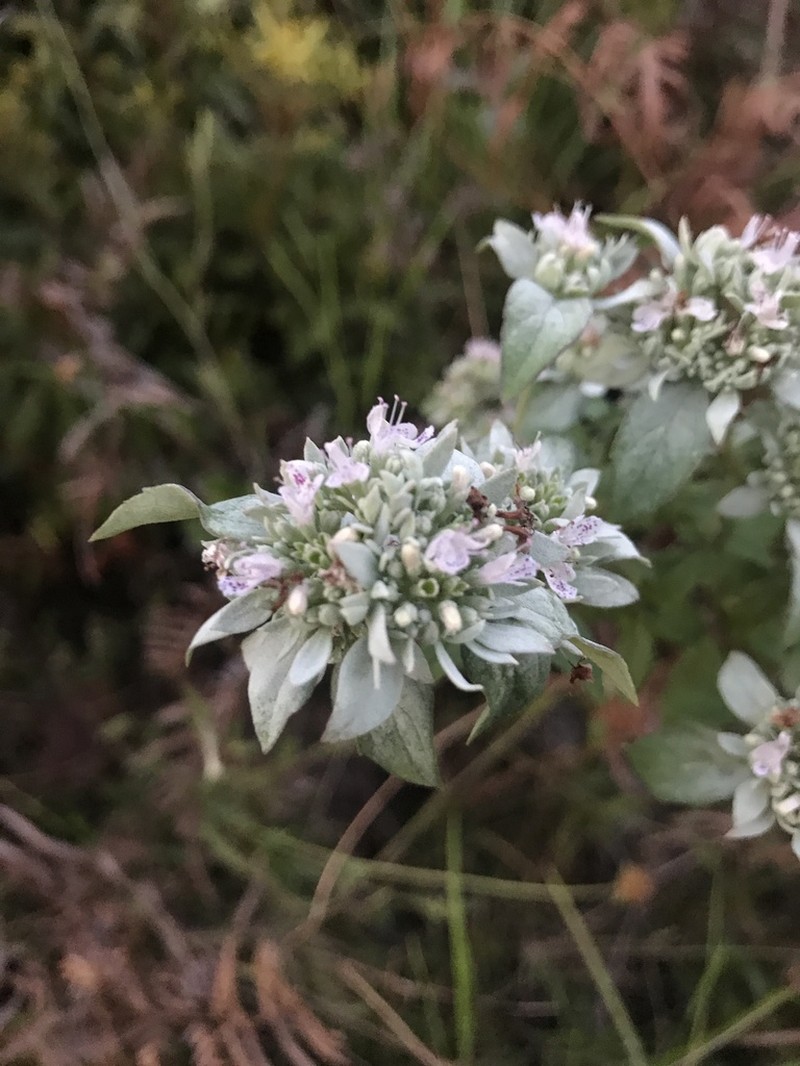 Whiteleaf Mountainmint