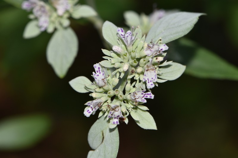 Whiteleaf Mountainmint photo 2