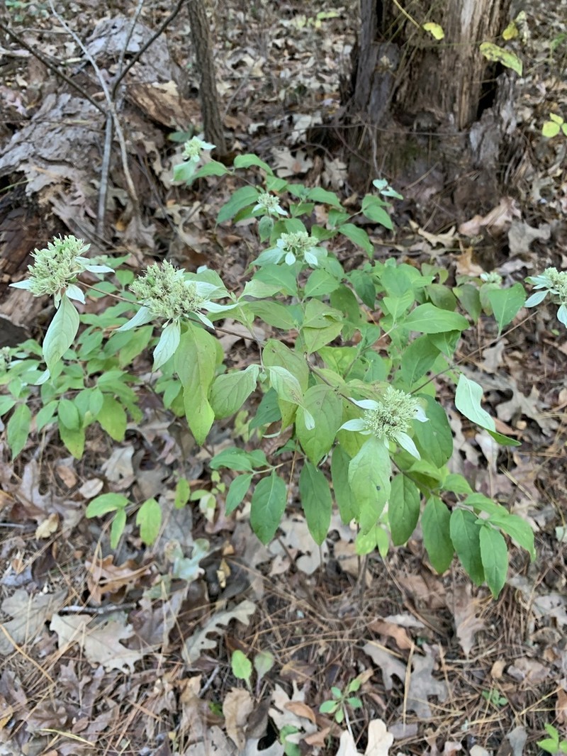 Whiteleaf Mountainmint photo 3