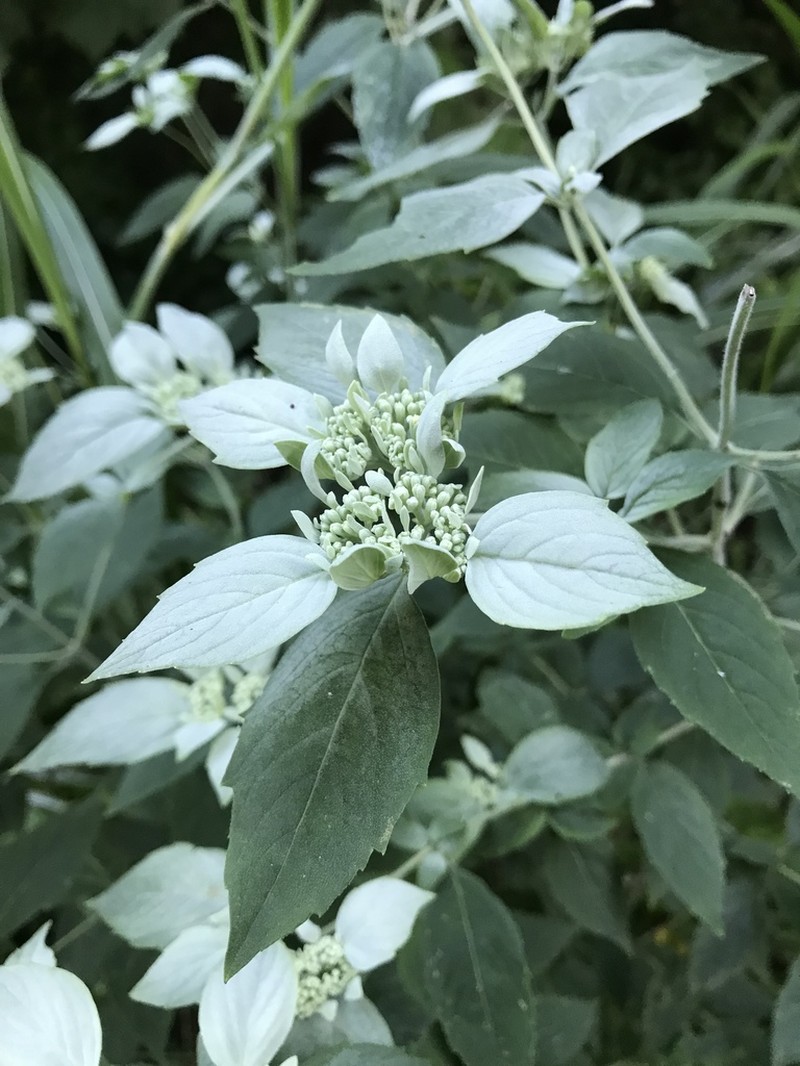 Whiteleaf Mountainmint photo 4