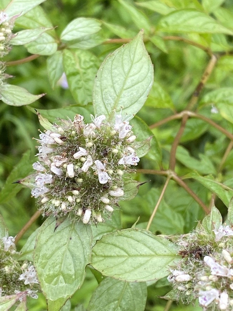 Whiteleaf Mountainmint photo 5