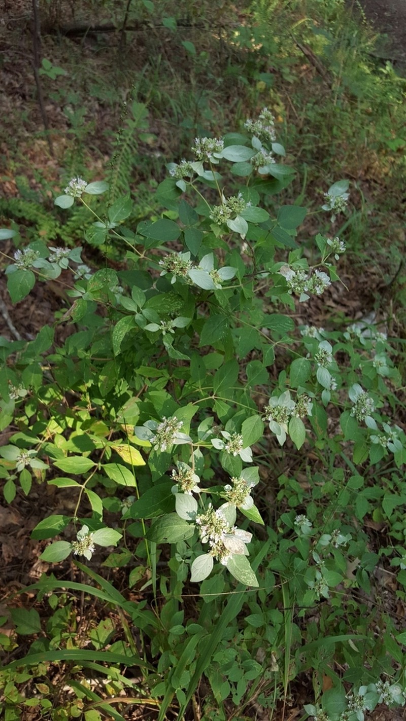 Whiteleaf Mountainmint photo 6