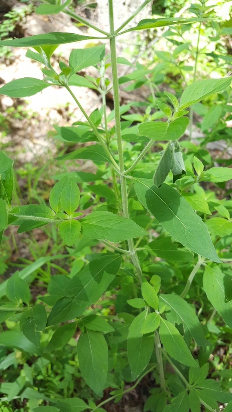 Whiteleaf Mountainmint photo 7