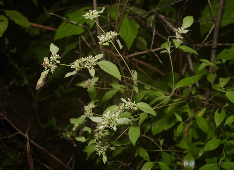 Whiteleaf Mountainmint photo 8