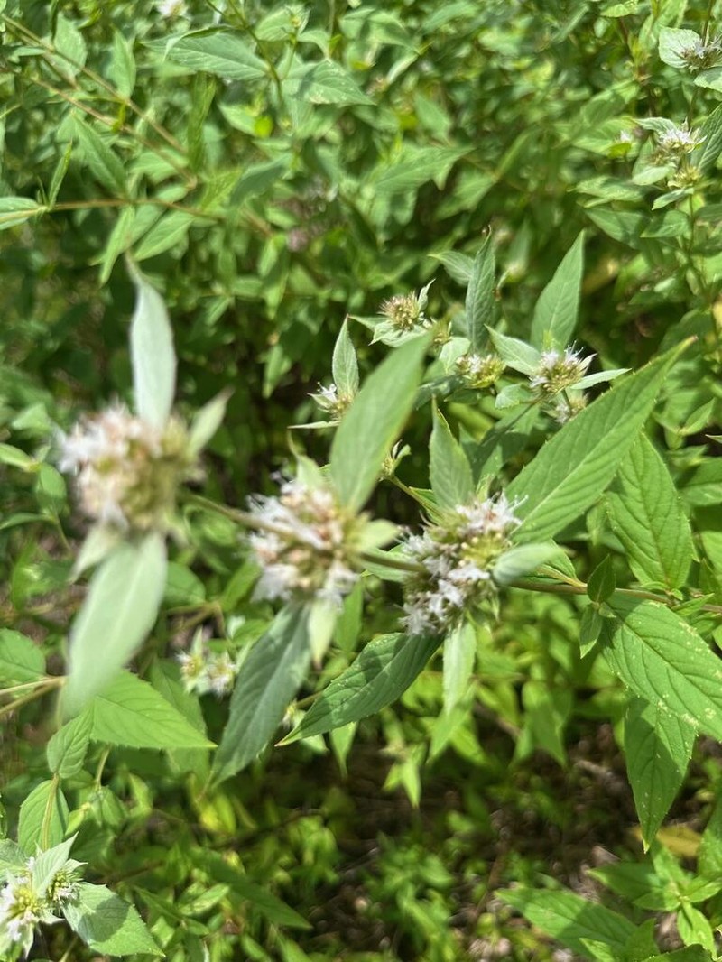 Beadle's Mountainmint