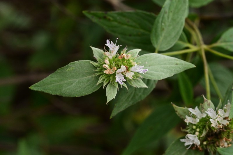 Beadle's Mountainmint photo 2