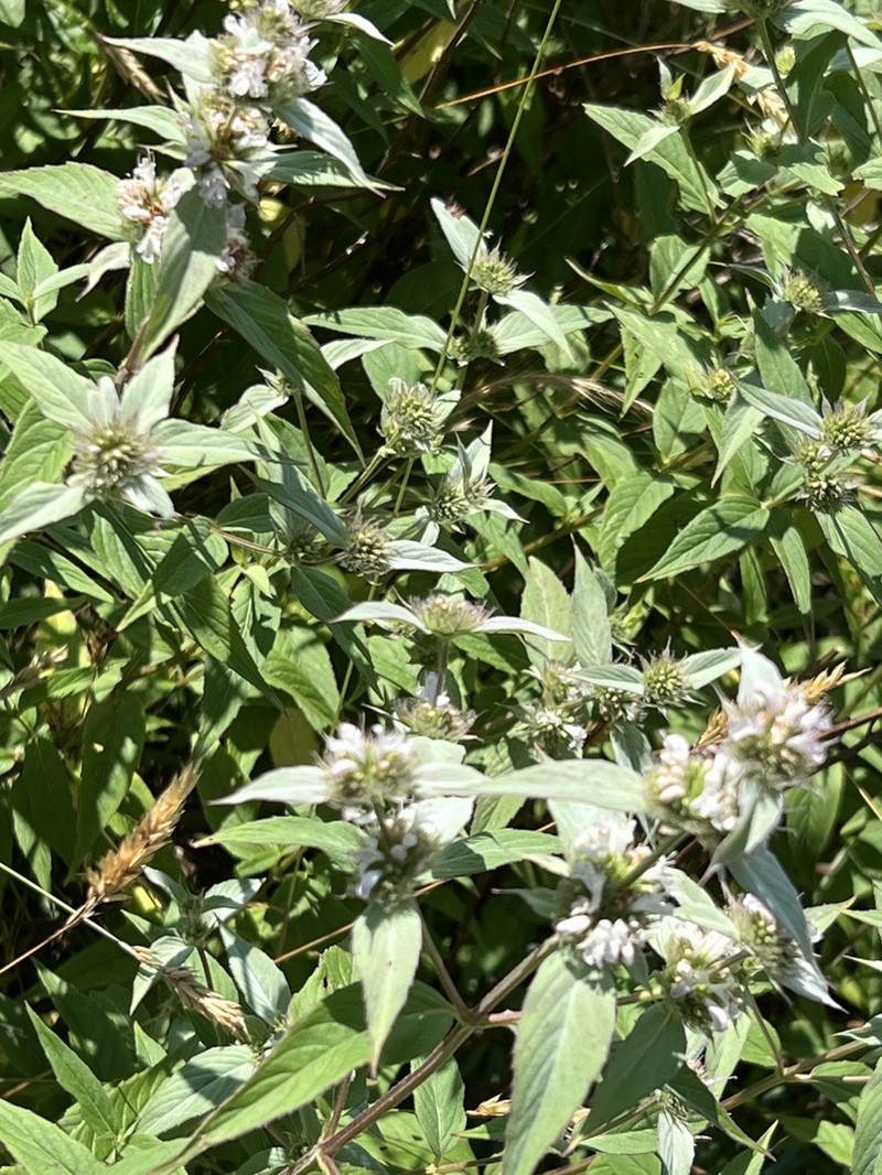 Beadle's Mountainmint photo 3