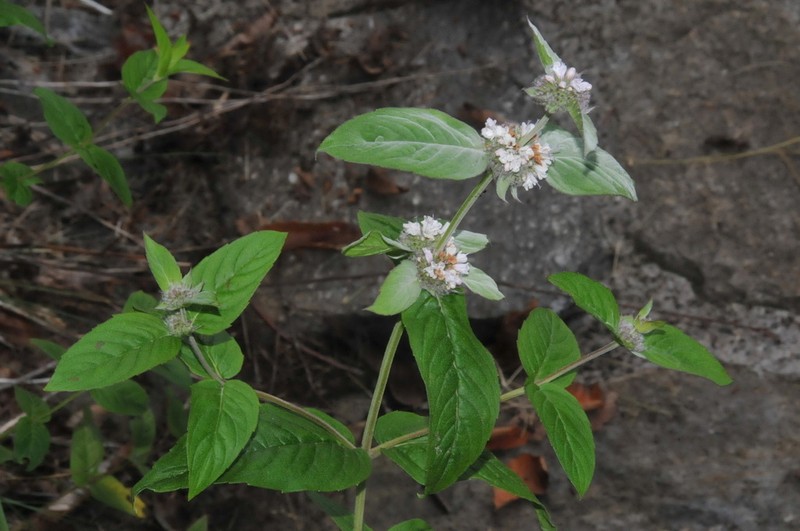 Beadle's Mountainmint photo 4
