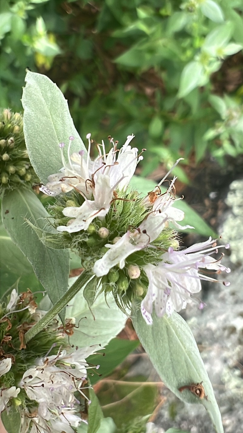 Beadle's Mountainmint photo 5