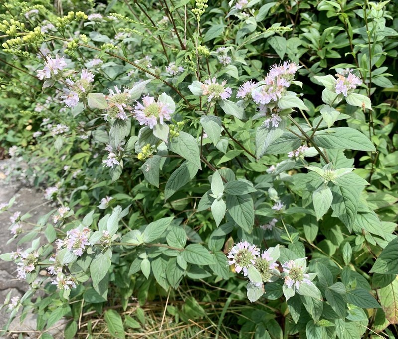 Beadle's Mountainmint photo 6