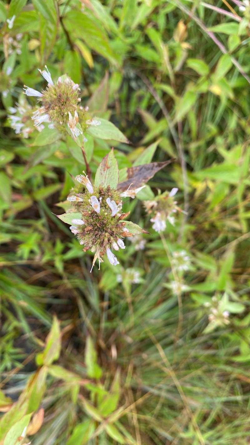 Beadle's Mountainmint photo 7