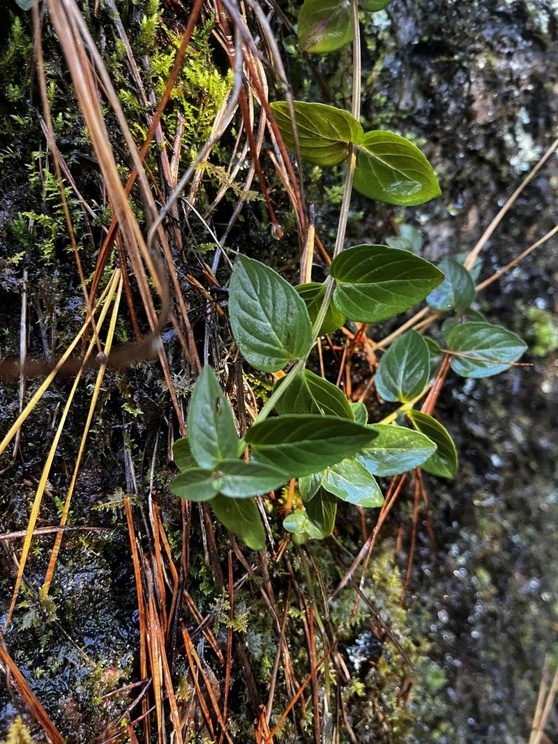 Beadle's Mountainmint photo 8