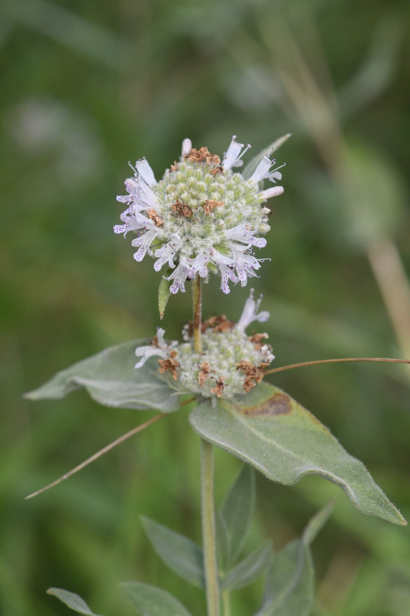 Sierra Mint