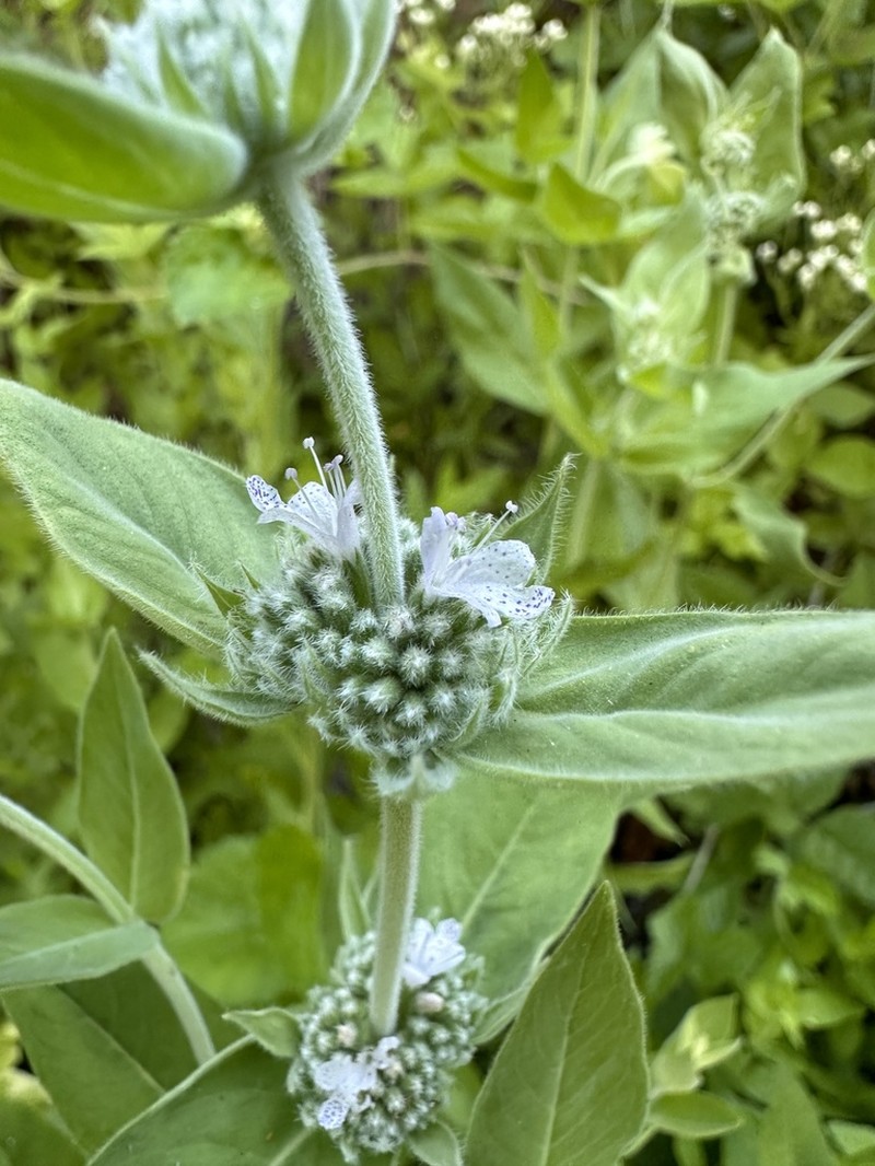 Sierra Mint photo 2