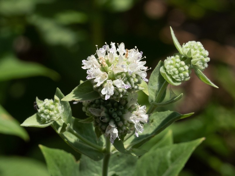 Sierra Mint photo 3