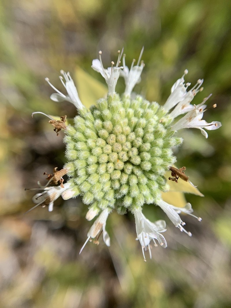 Sierra Mint photo 4