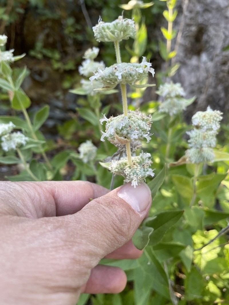 Sierra Mint photo 5