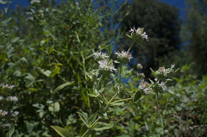 Sierra Mint photo 6