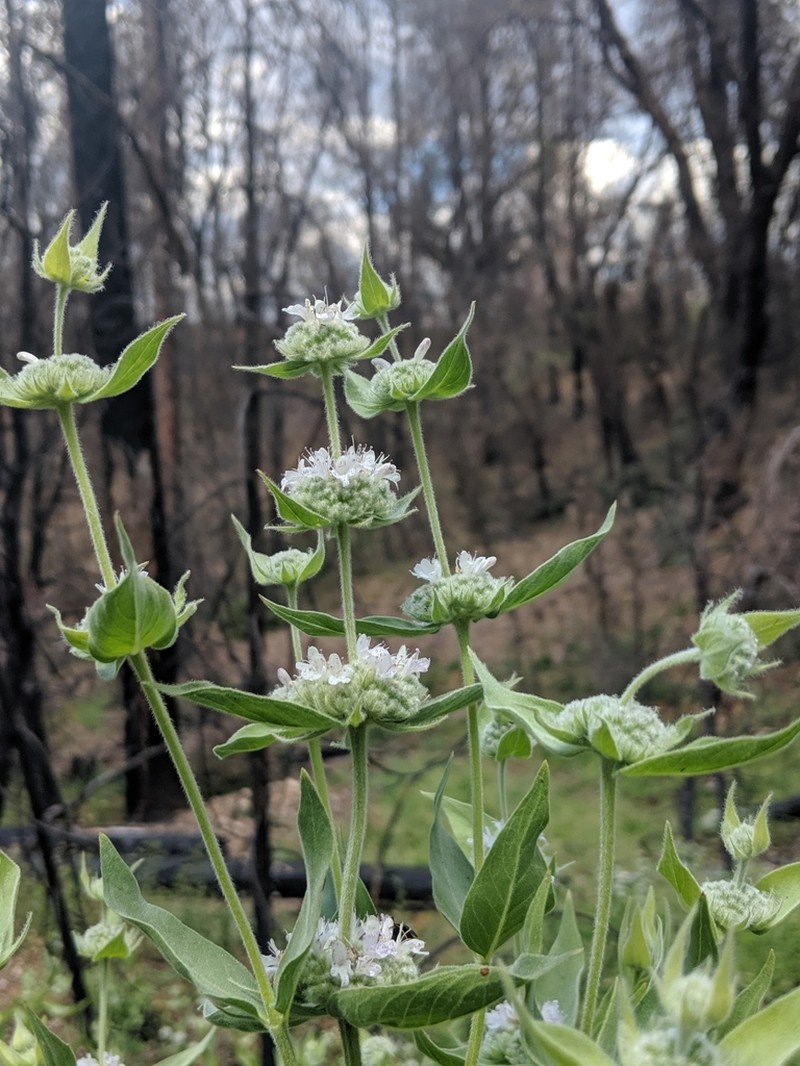 Sierra Mint photo 7