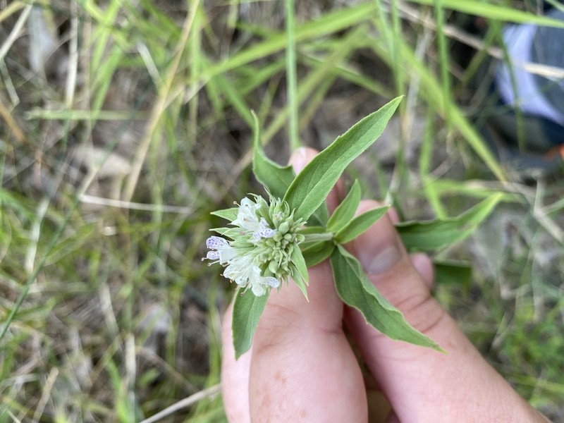 Basil Mountainmint