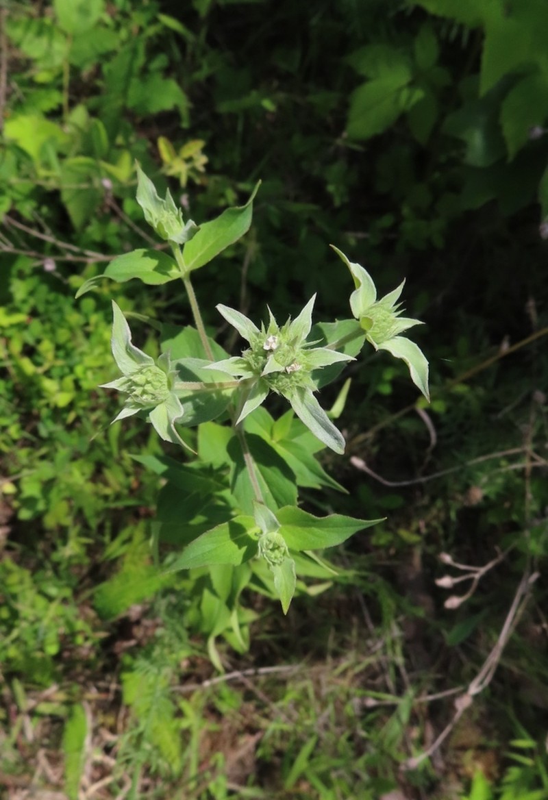 Basil Mountainmint photo 2