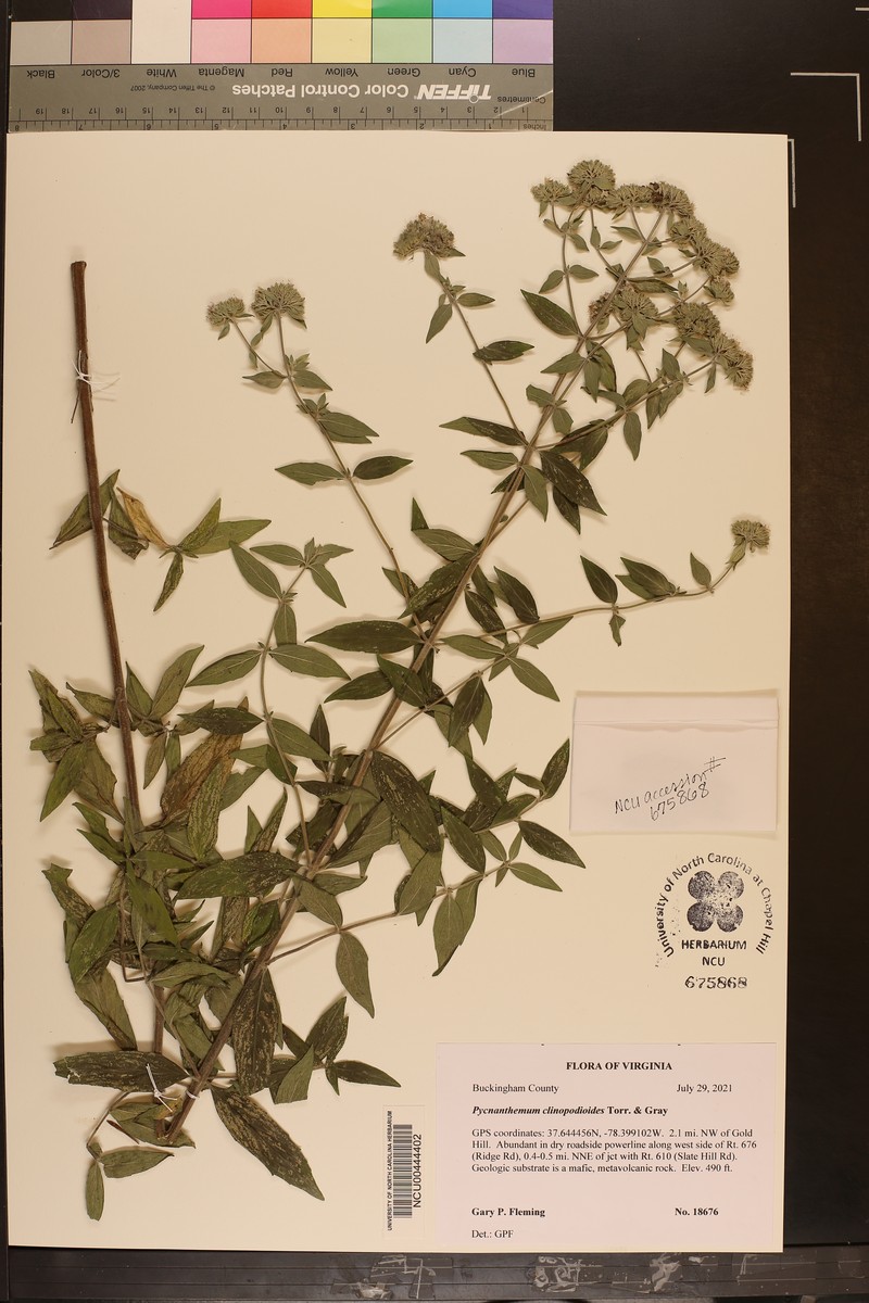 Basil Mountainmint photo 6