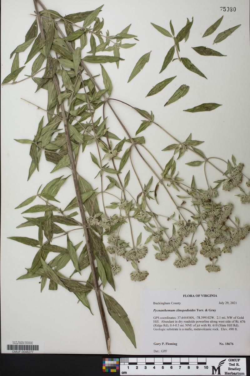 Basil Mountainmint photo 7