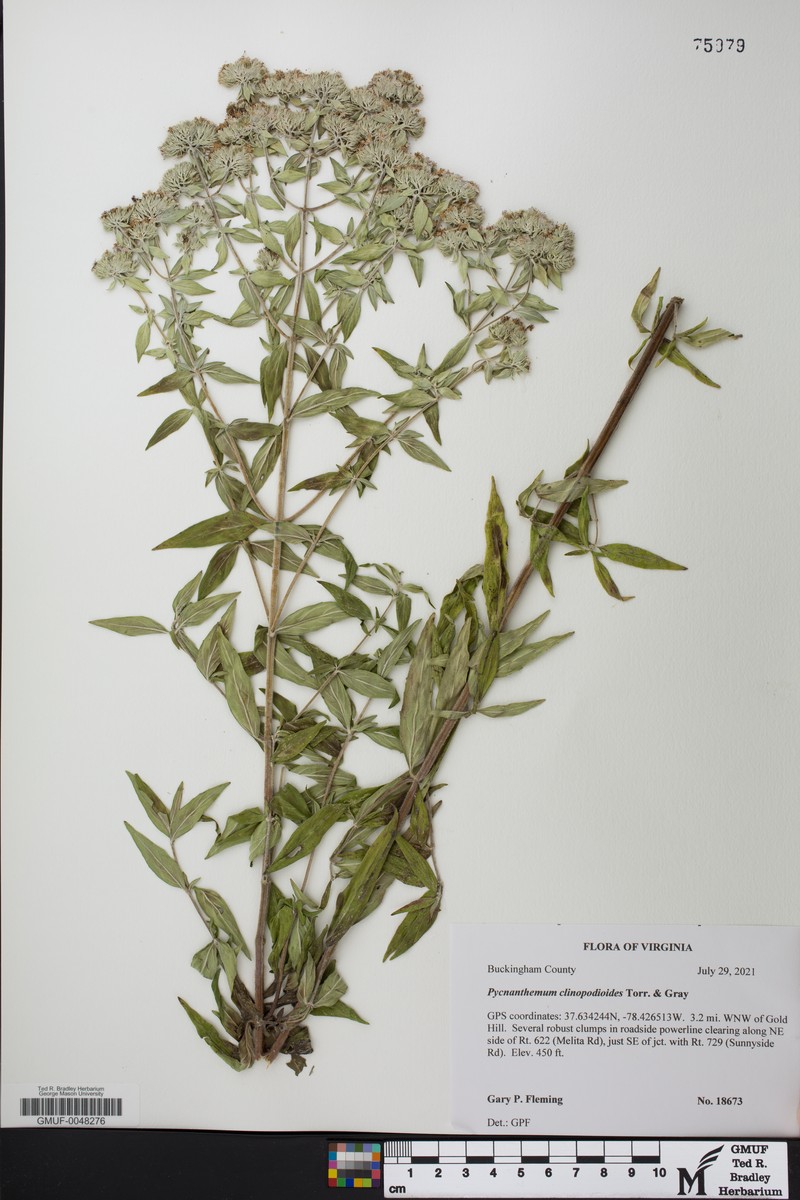 Basil Mountainmint photo 8