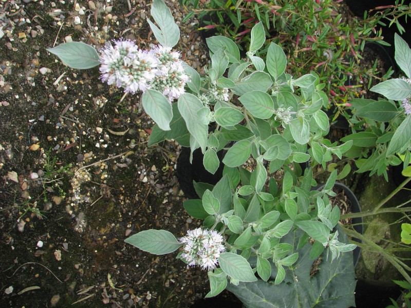 Stone Mountainmint photo 3