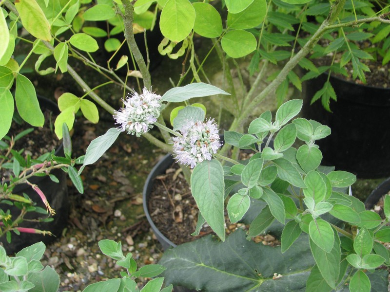 Stone Mountainmint photo 4