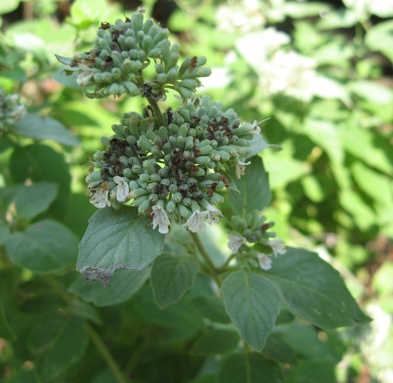 Stone Mountainmint