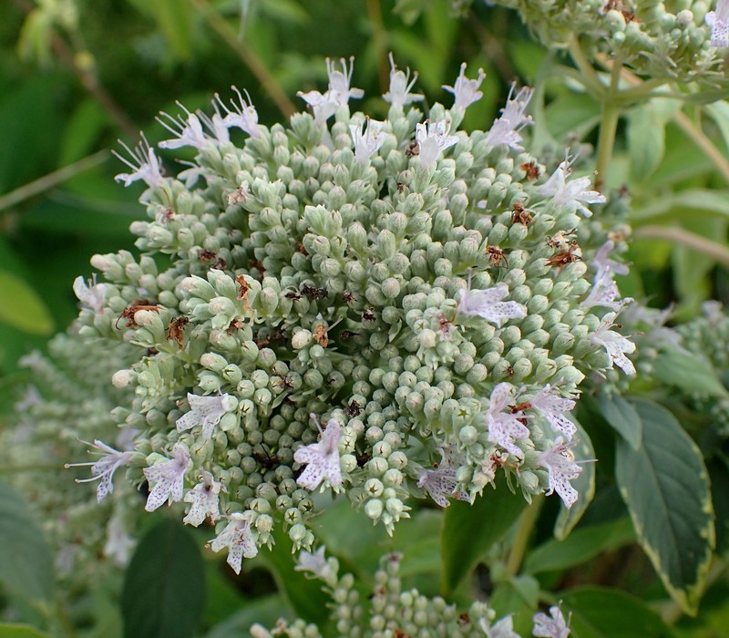 Stone Mountainmint photo 2