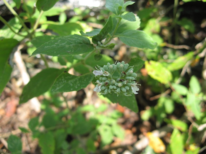 Stone Mountainmint photo 4