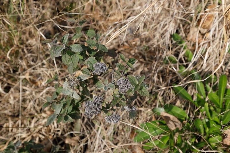Stone Mountainmint photo 5